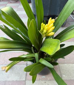 Clivia ( lan quân tử )