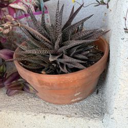 Cactus In Terracotta Pot