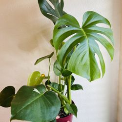 Sport Variegated Monstera for Sale in Perris, CA - OfferUp