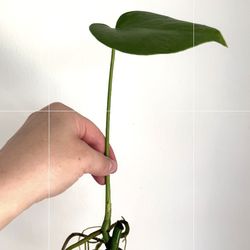 Monstera Deliciosa/Swiss Cheese Plant