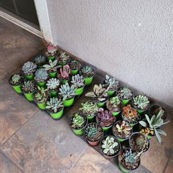 Succulents For Sale