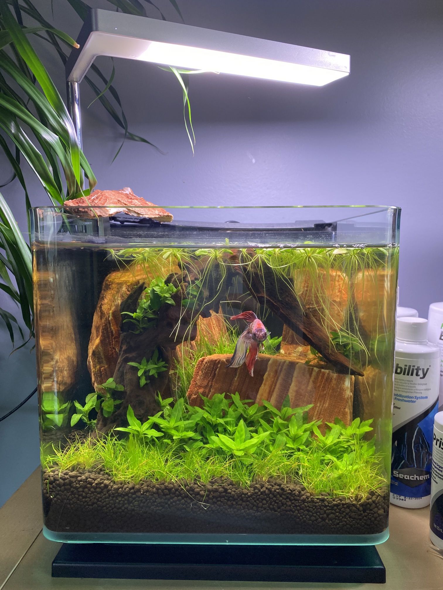 Custom Aqua scape Aquariums
