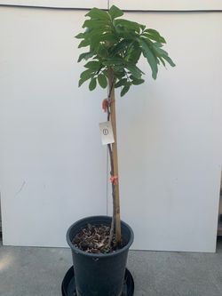 #1~ Longan Tree 龍眼樹