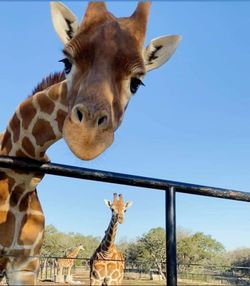 Shirts, Hoodies,  Decals, Dishwasher safe Mugs + 