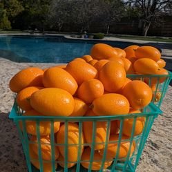 Kumquats Sweet Picks Daily Glendora Area
