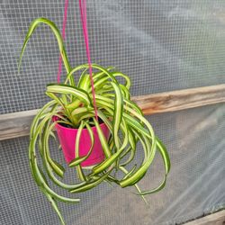 Spider Plant 4" Pot $5 Each