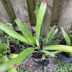 Bromeliads  Plan And Succulents   And Woman’s  Plant 