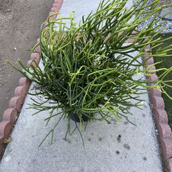Firestick Plant Succulent