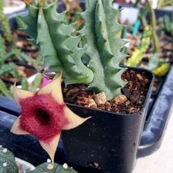 Stapelia Plants 🪴 Beautiful Flowers 🌸  One Cut 