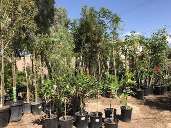 Plant sale (read description)