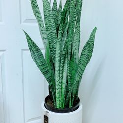 Sansevieria Zeylanica Snake Plants - 3’9” Tall -  Ceramic Pot Not Including 