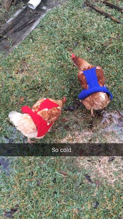Chicken Sweaters