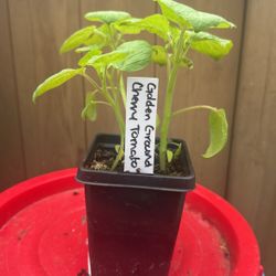 Golden Ground Cherry Tomato Plant – $3 (Homegrown & Organic)