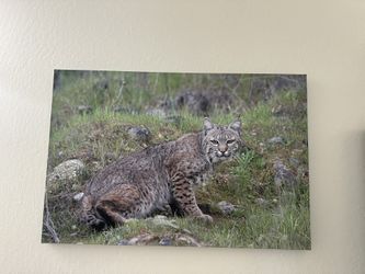 Wall Decor (cat)