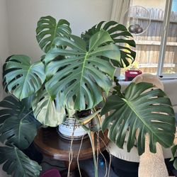 Monstera with Ceramic Pot