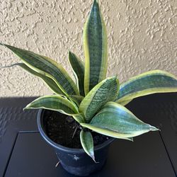 Snake Plant 🪴