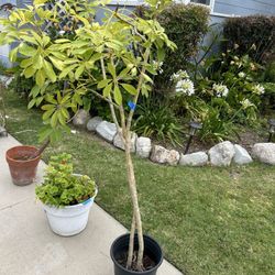 Plant Umbrella