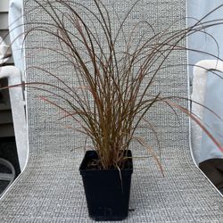 Ornamental grass Carex Bronze. Sammamish, Beaver Lake 