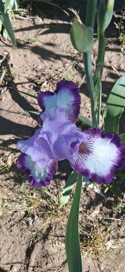 Iris 2 Colores