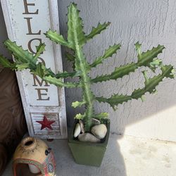 Huge Euphorbia lactea Cactus Plant 33” Tall