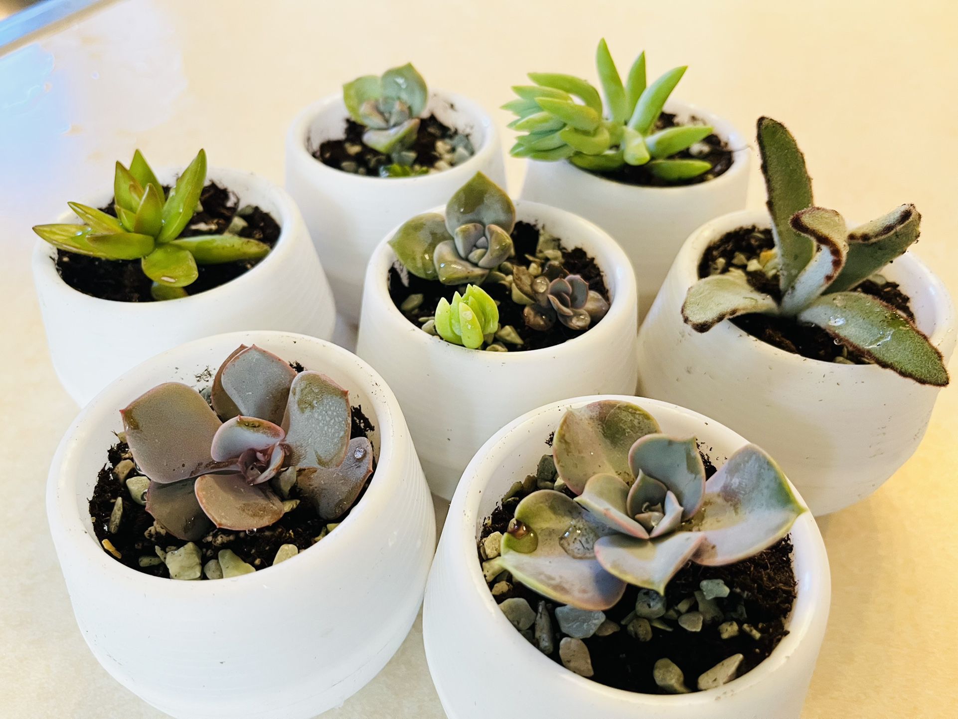 Adorable Potted Succulents With Drainage 