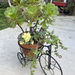 Large Beautiful Succulent  With Metal Bicycle Planter 