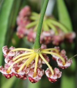 Hoya Gracilis