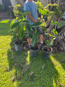 Black Elephant Ear Plants