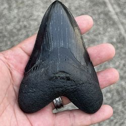 Authentic 4 3/8 Megalodon Tooth 