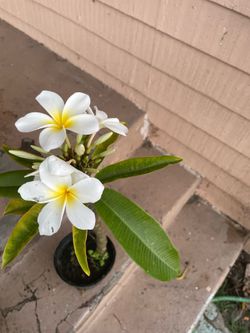 White plumeria tree