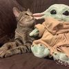 CaliCat