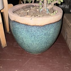 Pots And Plants For Sale 