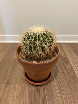 Medium golden barrel cactus - $50