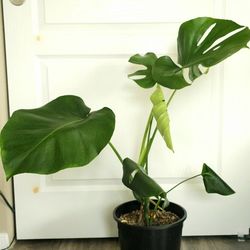 Monstera $45
