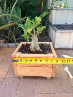 Desert rose