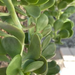 Hanging Jade