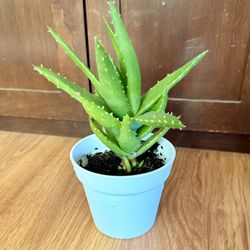 Succulent Pots Gifts