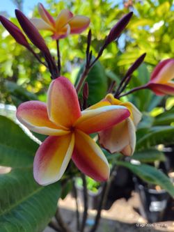 Sunset Plumeria plat bluming