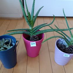 Plants With Pot And Soil Each $10