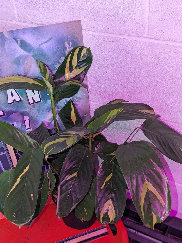 Ctenanthe Lubbersiana, "Calathea", "Prayer Plant"