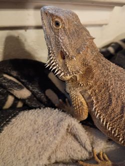 Reptile equipment