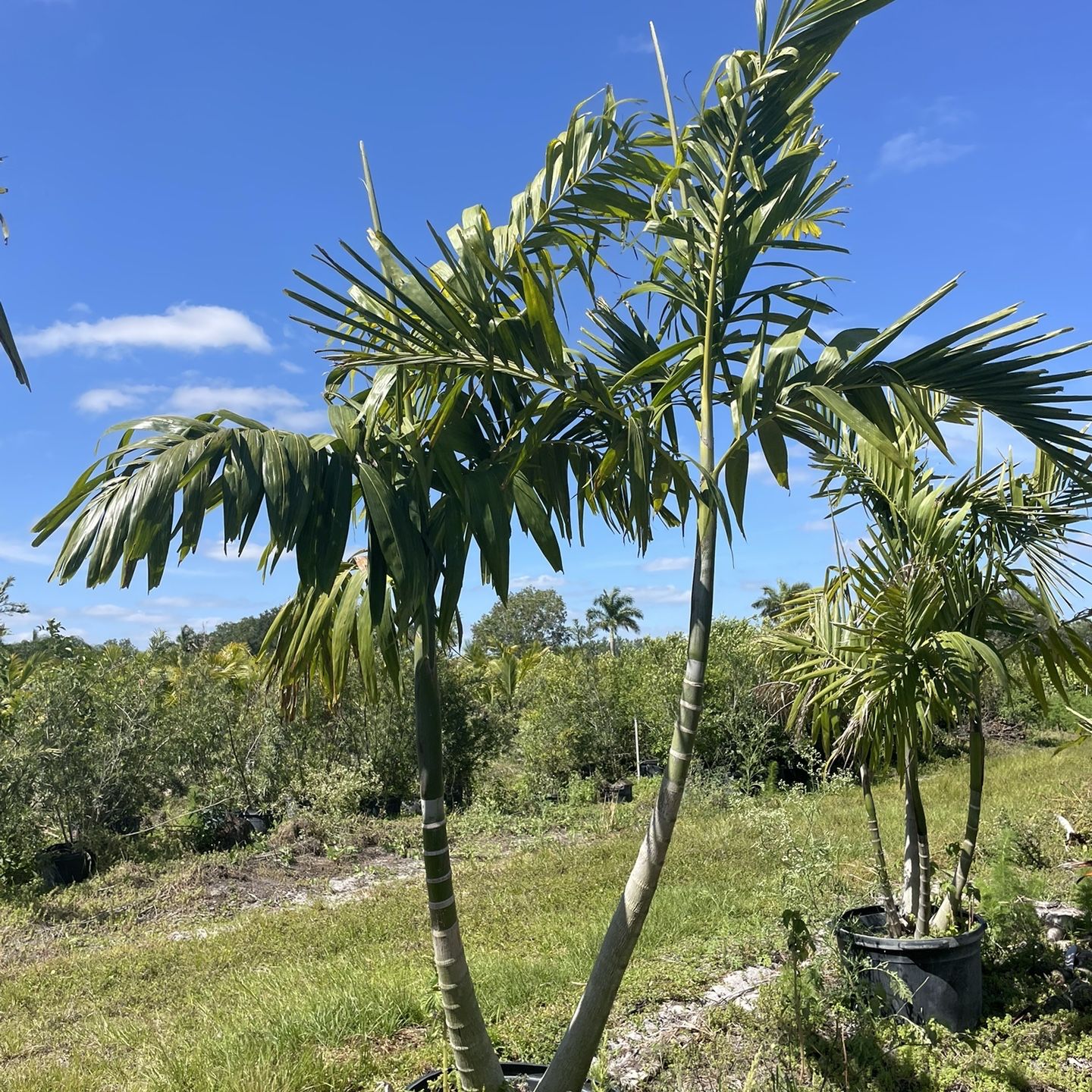 25 Gallon Alexander Palms for Sale in West Palm Beach, FL