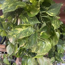 HERMOSAS PLANTAS NATURALES “GOLDEN POTHOS PLANT “