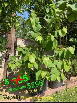 Pierce Cherimoya  Live Tree Very Healthy Plant . 