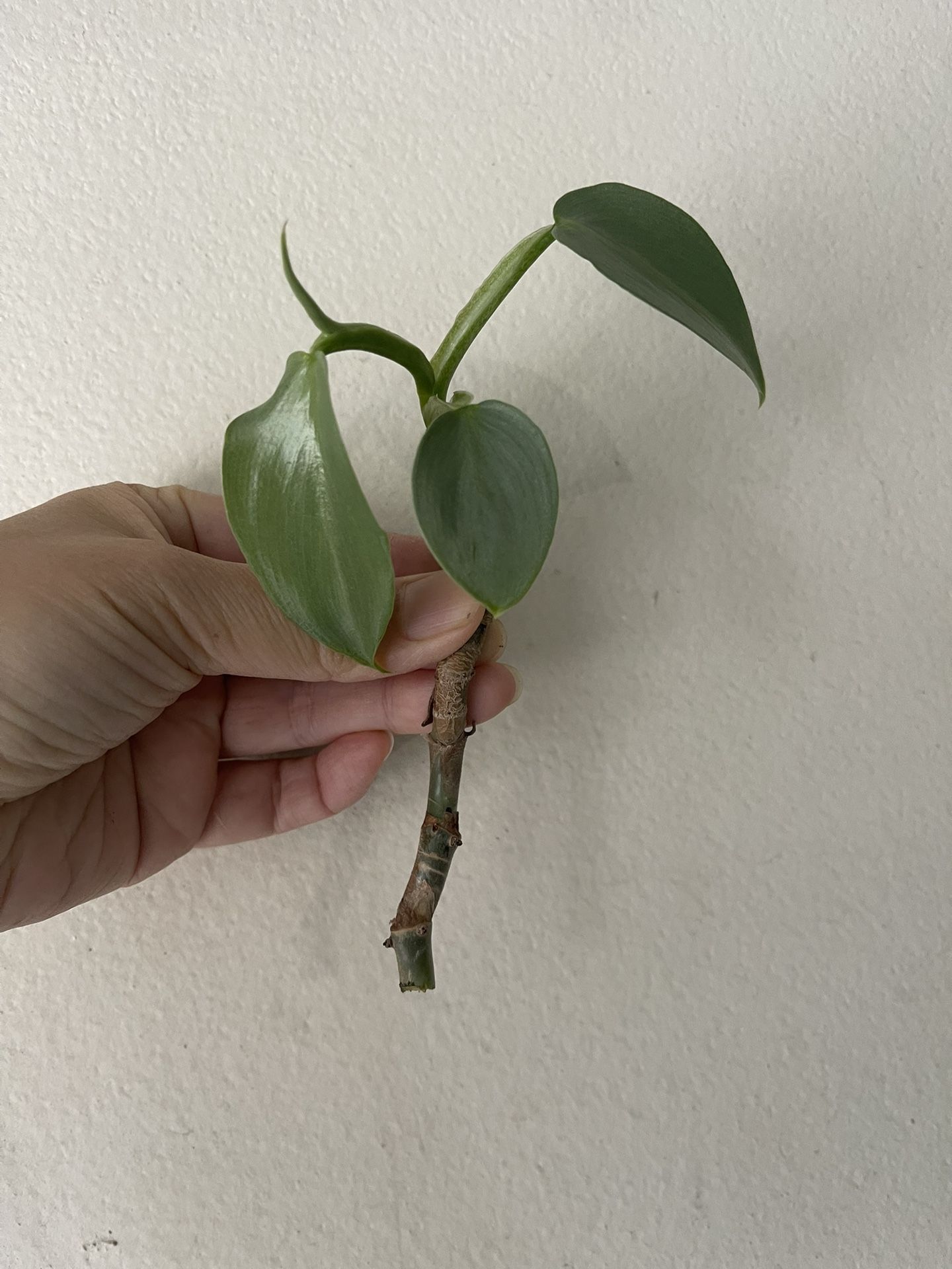 Philodendron Silver Sword Plant CUTTING