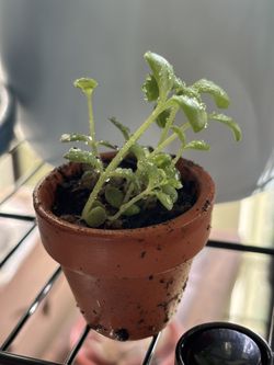 Mother Of Thousands Plant