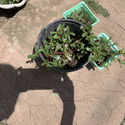 Organic Purslane - Superfood!