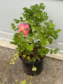 Brick house pink rose