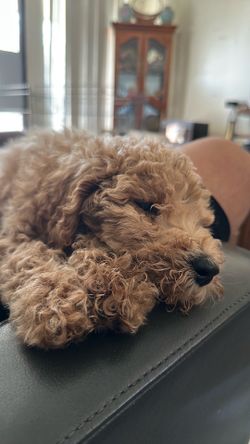 Cute teddy bear Goldendoodle