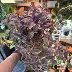 Offer up Tradescantia Nanouk Tradescantia Nanouk for Sale – $10 (Firm)  Houseplant - Indoor plant - Potted plant -  Live plant - Plant sale